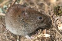 Clethrionomys glareolus