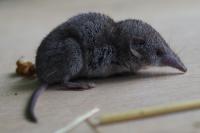 Crocidura russula