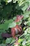 Sciurus vulgaris