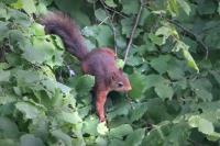 Sciurus vulgaris