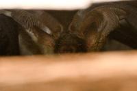 Plecotus