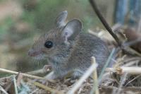 Apodemus sylvaticus