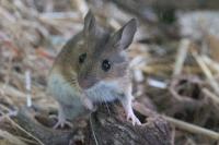 Apodemus sylvaticus