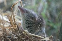 Crocidura russula