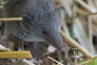 Crocidura russula