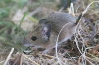 Apodemus sylvaticus