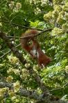 Sciurus vulgaris