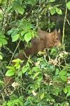 Sciurus vulgaris