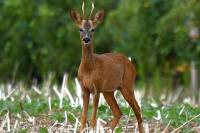 Capreolus capreolus