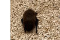 Pipistrellus