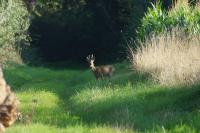 Capreolus capreolus