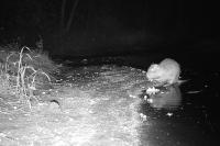 Myocastor coypus