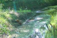 Sciurus vulgaris