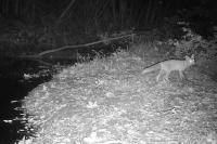 Vulpes vulpes