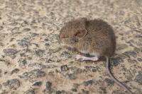 Apodemus sylvaticus