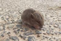 Apodemus sylvaticus