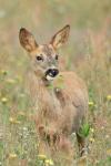 Capreolus capreolus