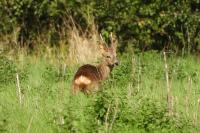 Capreolus capreolus