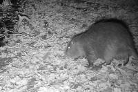 Myocastor coypus