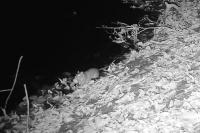 Rattus norvegicus