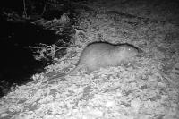 Myocastor coypus