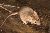 Mus musculus