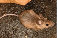 Apodemus sylvaticus