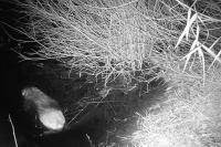 Castor fiber