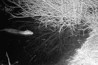Myocastor coypus