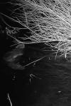 Castor fiber