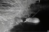 Castor fiber