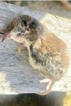 Crocidura russula