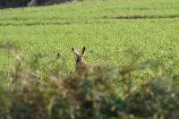 Lepus europaeus