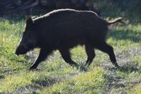 Sus scrofa