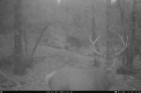Cervus elaphus