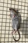 Rattus norvegicus