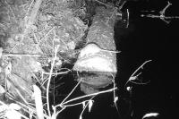 Rattus norvegicus