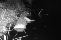Myocastor coypus