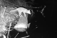 Vulpes vulpes