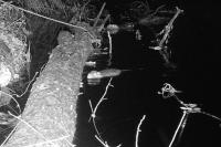 Myocastor coypus
