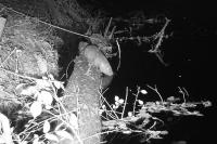 Myocastor coypus