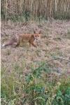 Vulpes vulpes