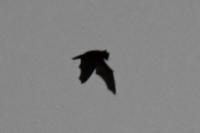 Nyctalus noctula