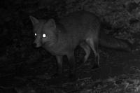 Vulpes vulpes