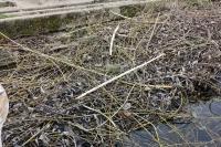 Castor fiber