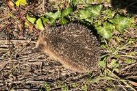 Erinaceus europaeus