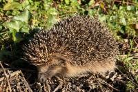 Erinaceus europaeus