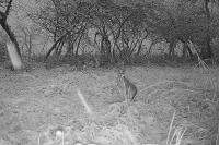 Lepus europaeus