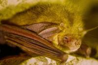 Plecotus auritus
