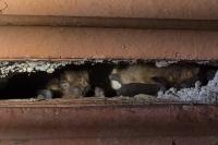 Pipistrellus